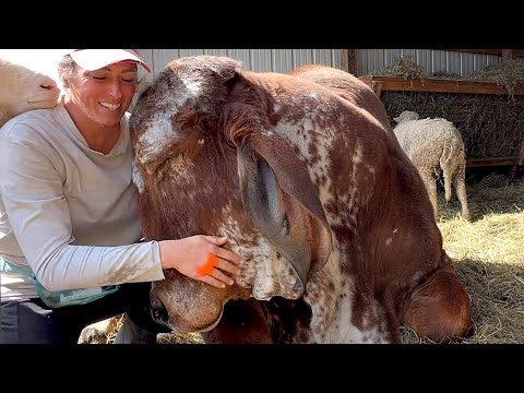 Rejected bull just wants to be everyone's friend img